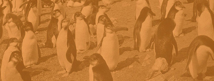 Penguins on a beach, orange overlay